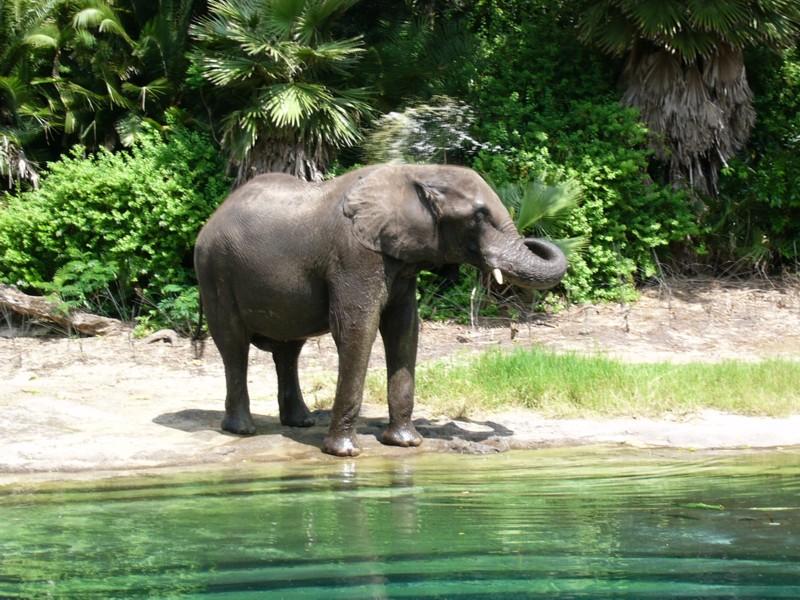 Asian Elephant 1.JPG